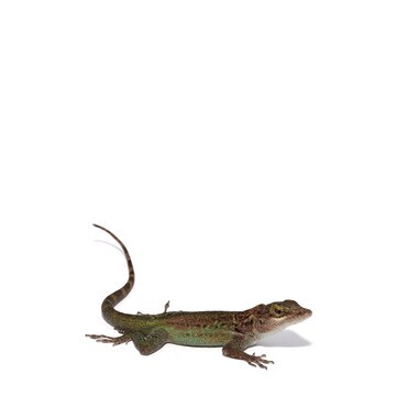 Male Barbuda Blue Panther Anole